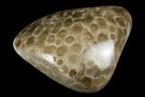Polished Petoskey Stone (Fossil Coral) - Michigan #177191-1